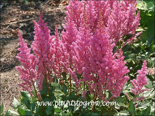 Astilbe Maggie Daley
